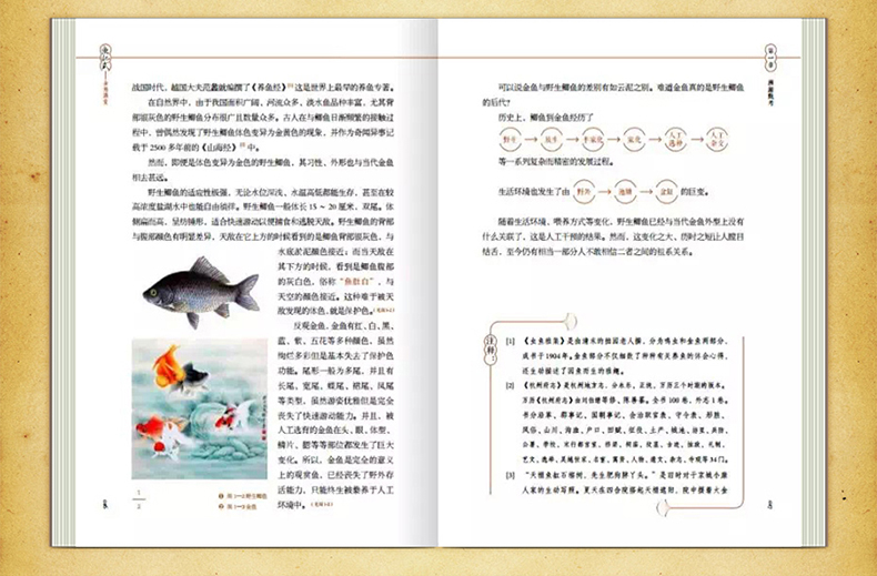 金鱼满堂官方出品《鱼把式》