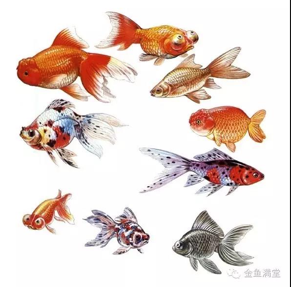 到底是谁创造了中国金鱼？