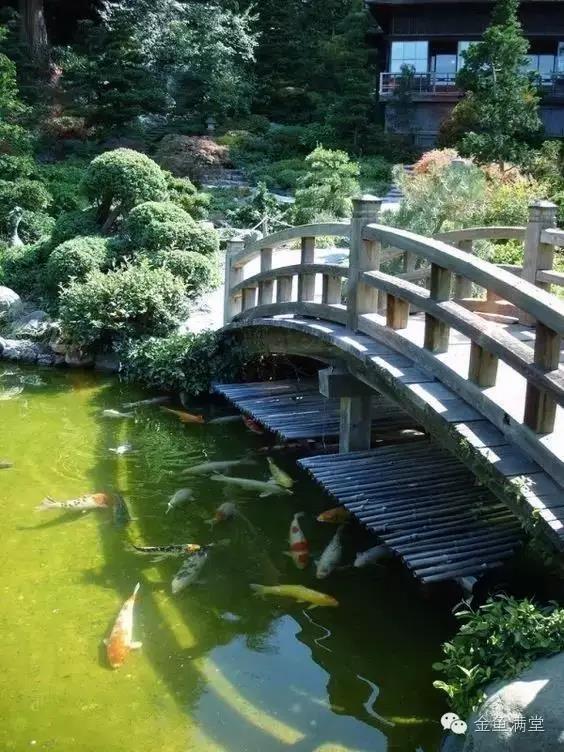 金鱼满堂│锦鳞庭院，岸芷汀兰