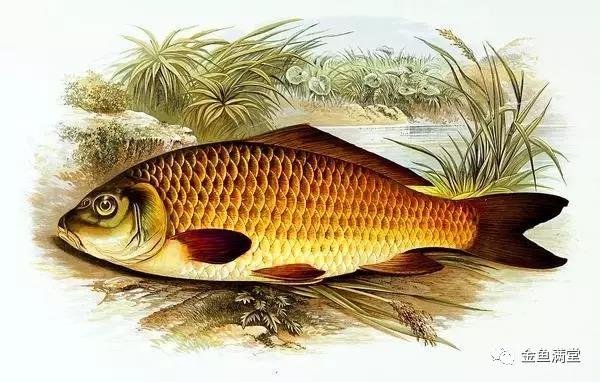 金鱼是由谁命名的？