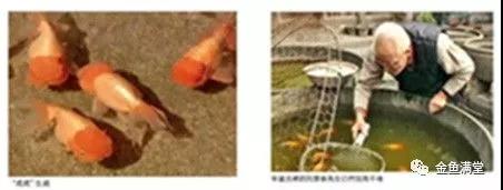 国鱼大咖 | 刘景春—宫廷金鱼大玩家