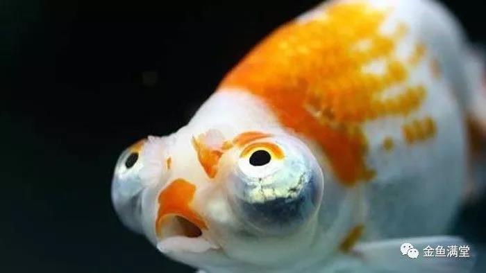 国鱼讲堂 |以眼识鱼—金鱼眼睛类型鉴赏