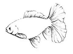 金鱼满堂出品国鱼文化专著《鱼把式》