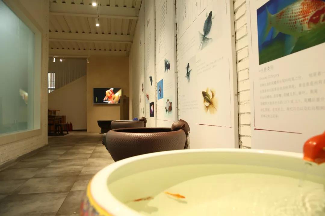 金鱼满堂国鱼文化博物馆即将开放
