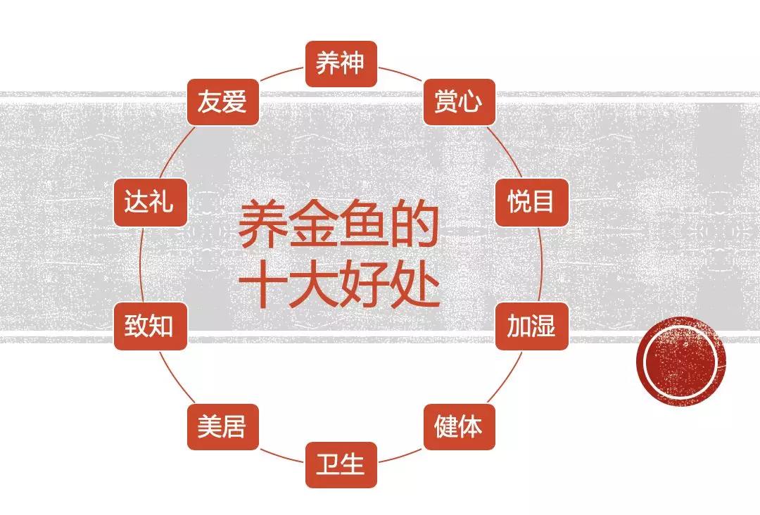 家庭赏养金鱼二三事