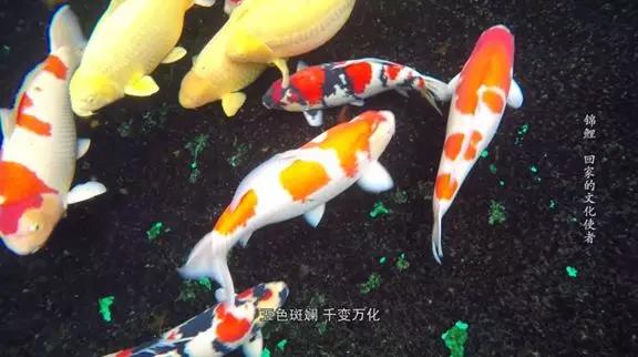 金鱼满堂出品国鱼文化纪录片