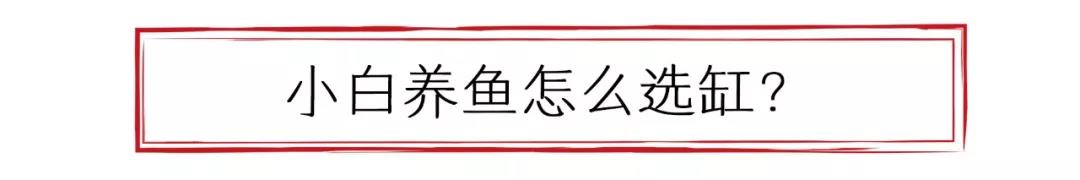 小白想养鱼？先从选缸开始——