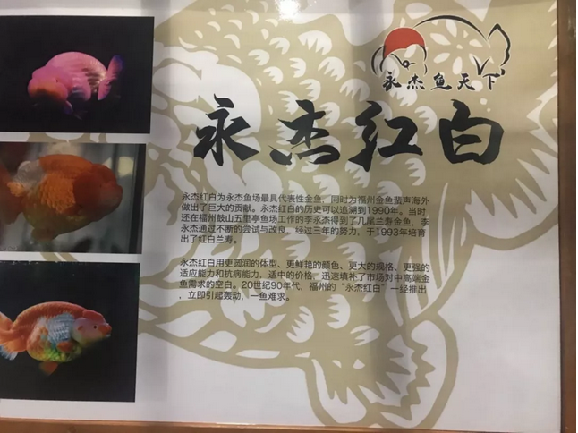 第二届中国（福州）世界金鱼大赛落幕！「金鱼满堂」受邀担任评委