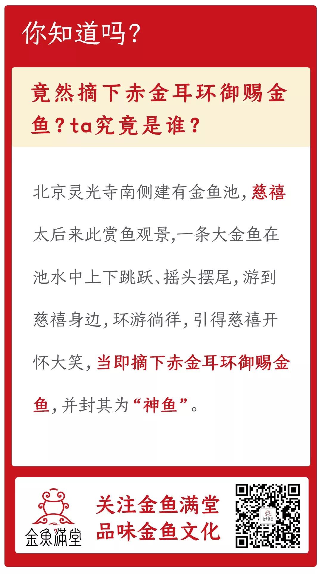 金鱼轶事丨竟然摘下赤金耳环御赐金鱼？！看完目瞪口呆！​