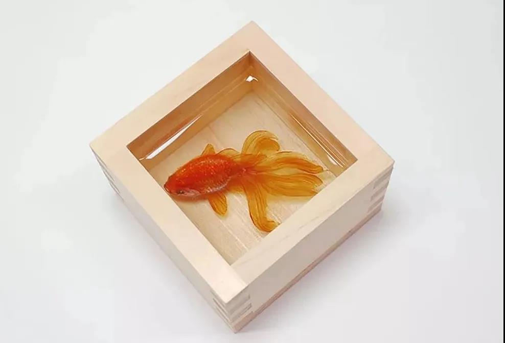 生活美学 | 15年，日本艺术家只为画活一条金鱼!
