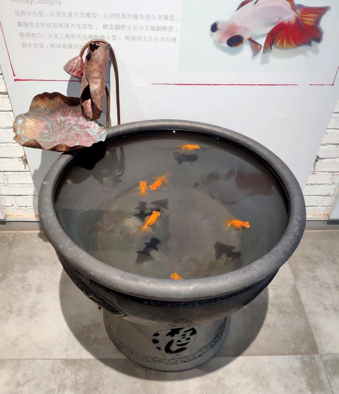 古法养鱼 | 老北京鱼盆的诸多讲究!