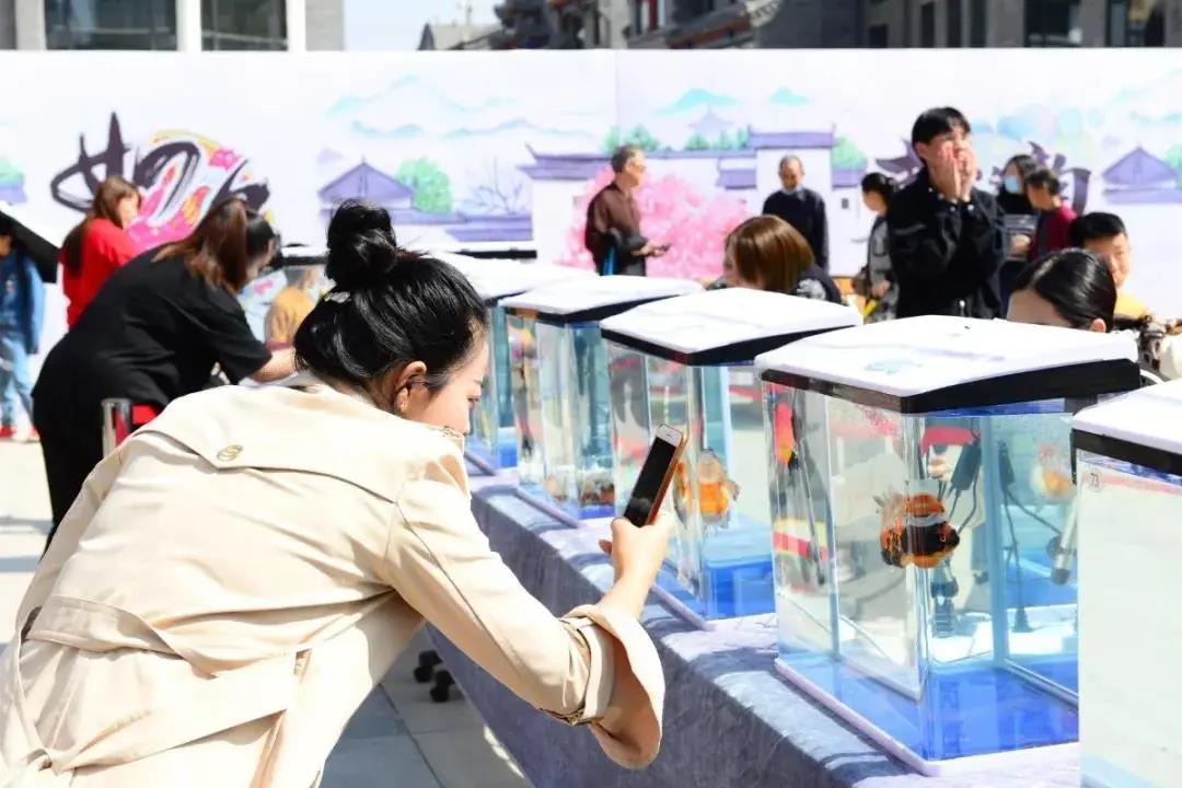 2020金城有鱼·国粹金鱼文化展成功举办！