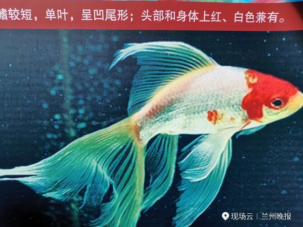 2020金城有鱼·国粹金鱼文化展成功举办！