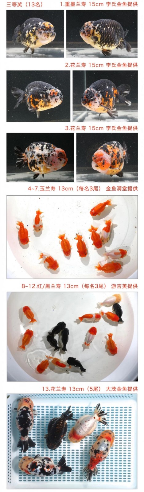 首届金鱼丰收节！四方宾客齐聚十八溪