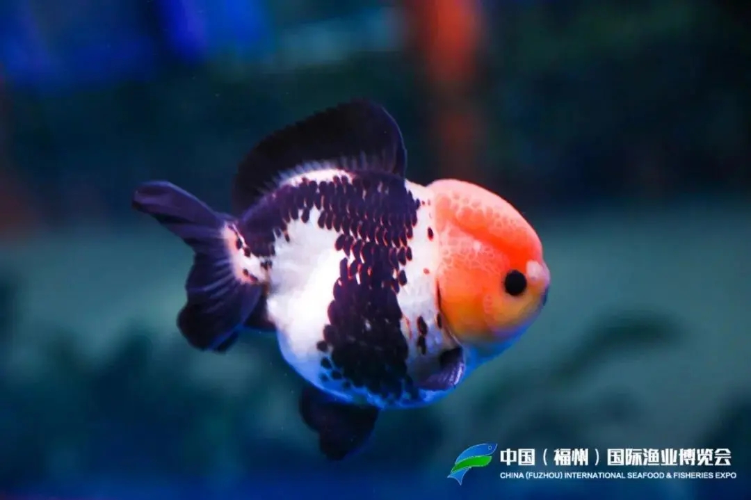 2021第四届中国（福州）世界金鱼大赛报名通道正式开启